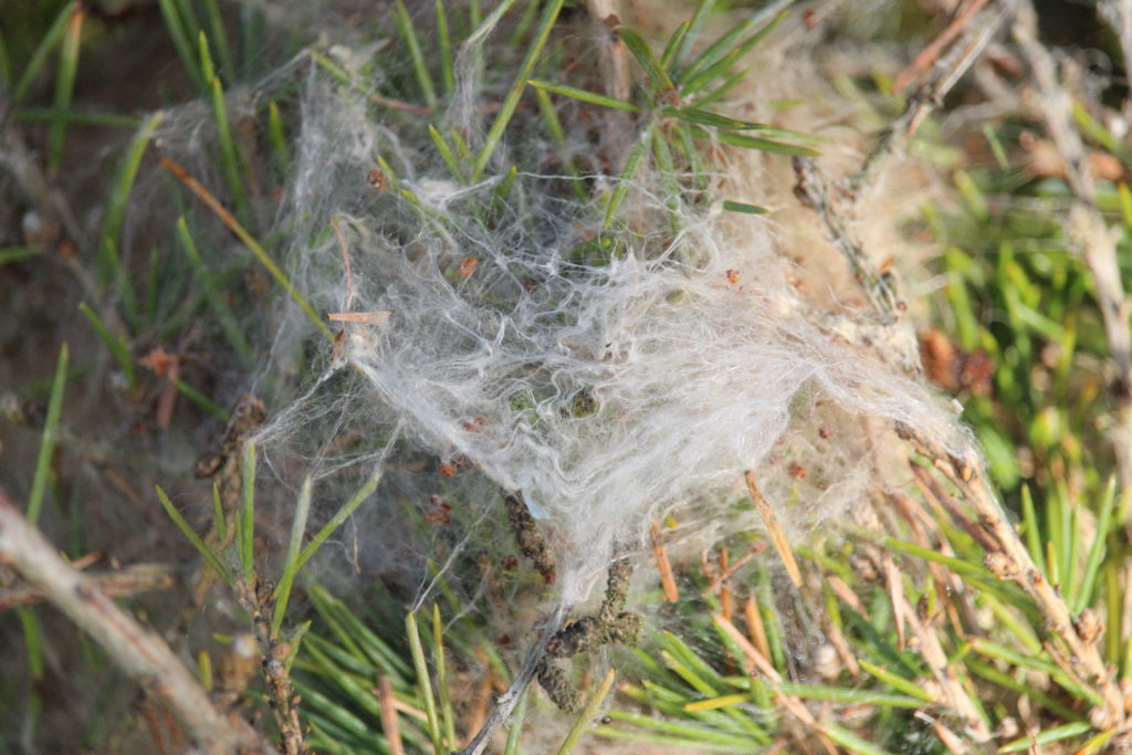 Nid de chenilles processionnaires ©Kornogélagage